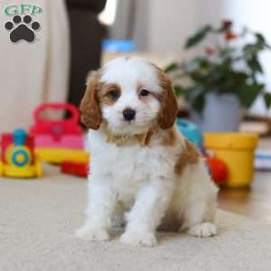 Ace, Cavapoo Puppy